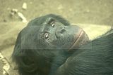 leipzig zoo-01_07_2011_zoo_allgemein_217